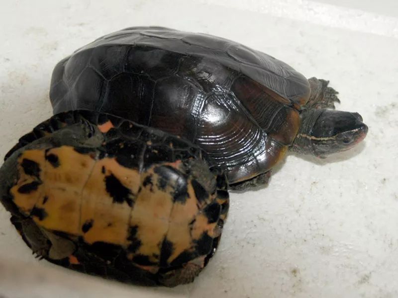 南雄划定凌江黑颈龟地理标志地域保护范围曾有人因偷龟获刑10年