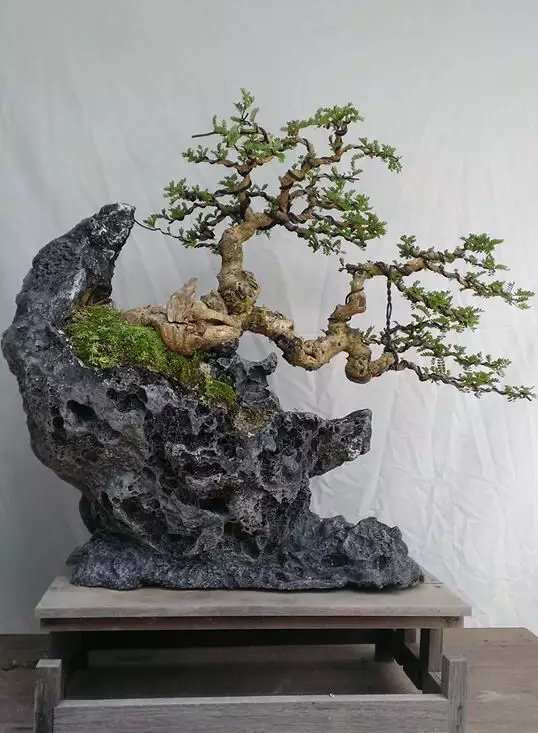 鉴赏漂亮的附石盆景令人爱不忍释