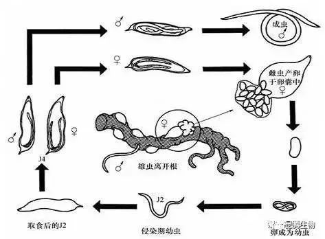 线虫难杀死虫卵难防治难道真的没办法了吗