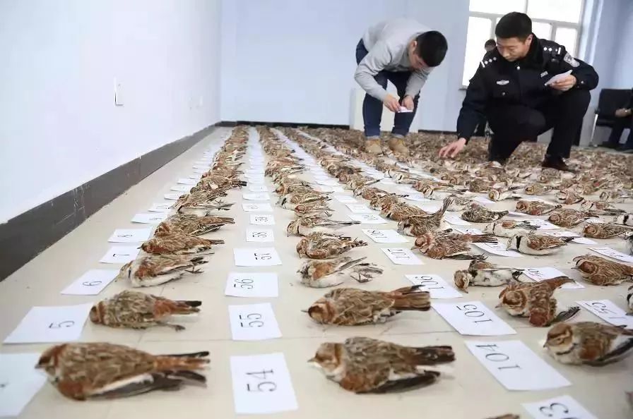百灵鸟是草原的代表性鸟类,被列入国家二级保护动物,禁止乱捕滥猎