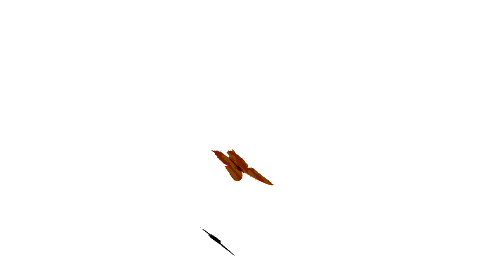 480_270gif 动态图 动图