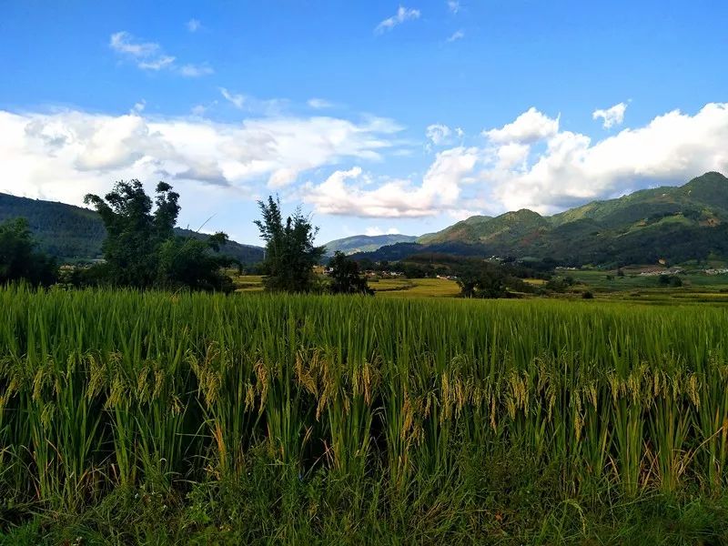 秀美遮放之美文共赏