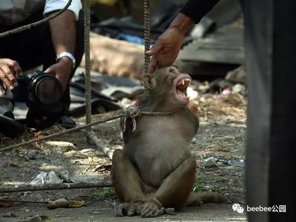 杀猴子 悲惨图片