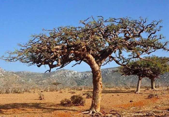 在希腊神秘的希俄斯岛,传说古代伟大的诗人荷马,就诞生在此地.