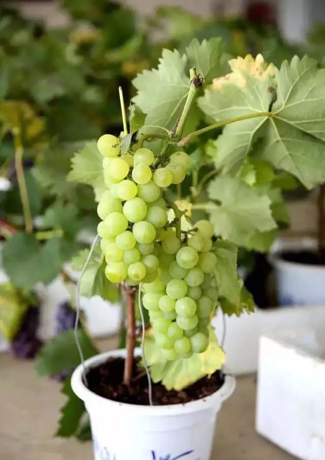盛夏阳台盆栽葡萄要开花结果有妙招确保招招有效