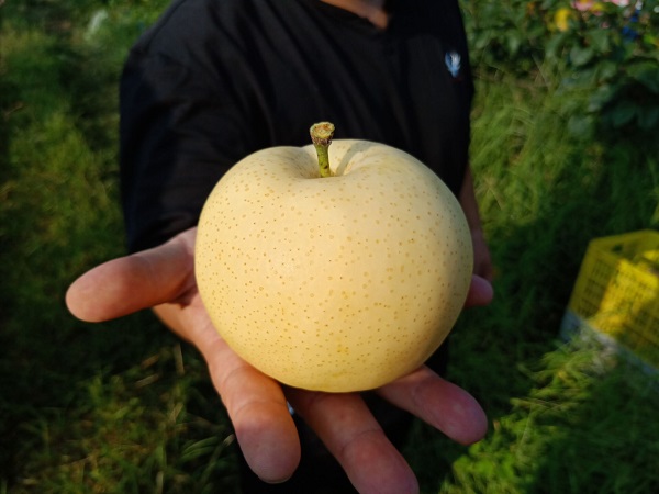 方城黄金梨:产业跑出加速度 拓宽农民增收路