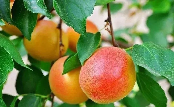 宁夏特色农产品专辑--固原篇