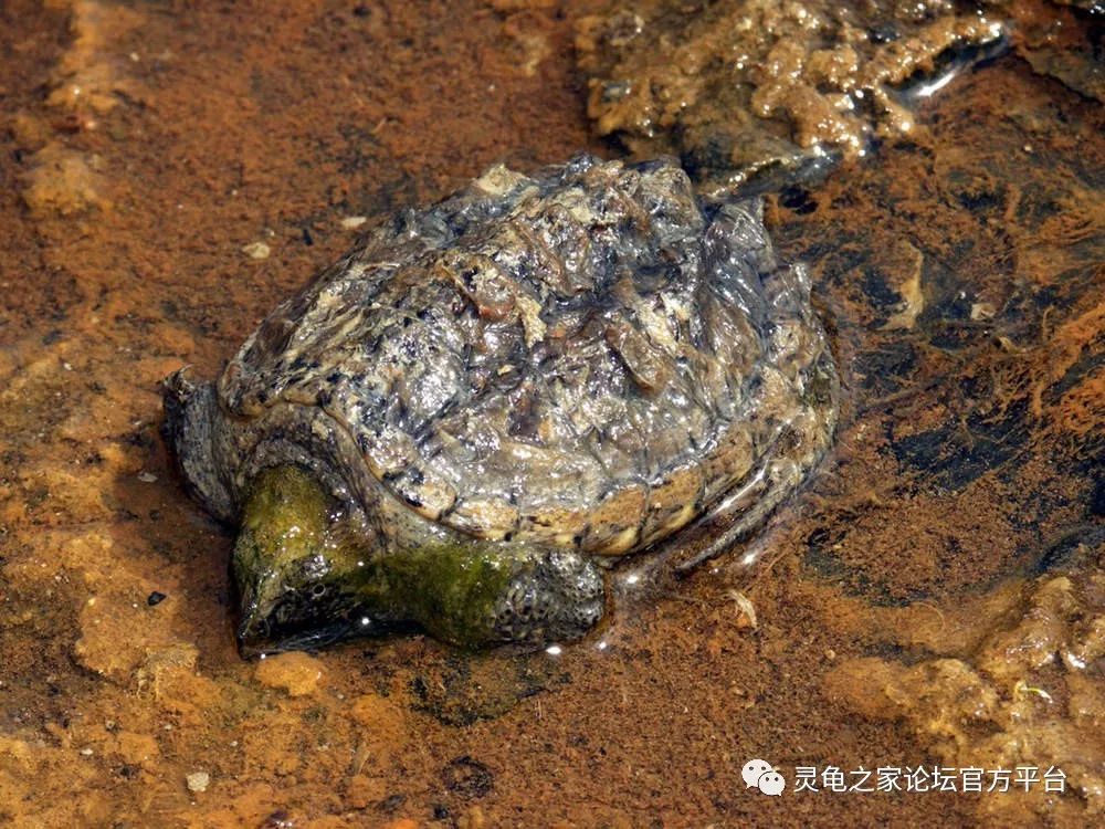 chelydra acutirostrissouth american snapping turtle南美擬鱷龜(25