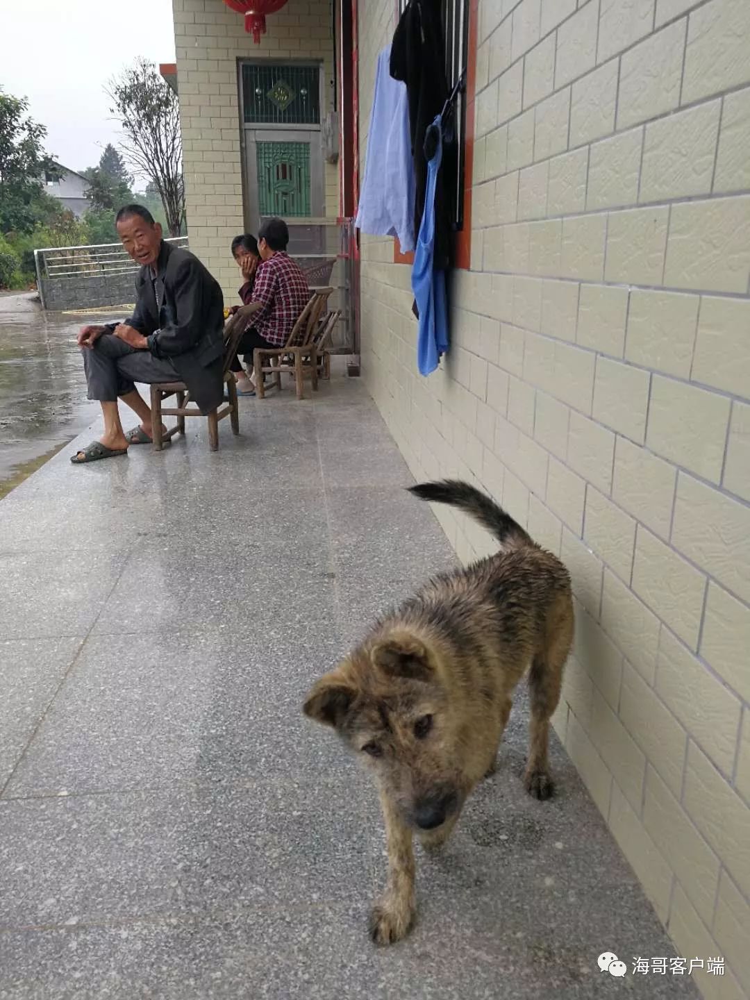 房东杨爷爷作势要打那只狗,口里呵斥道:"麻虎,走开!