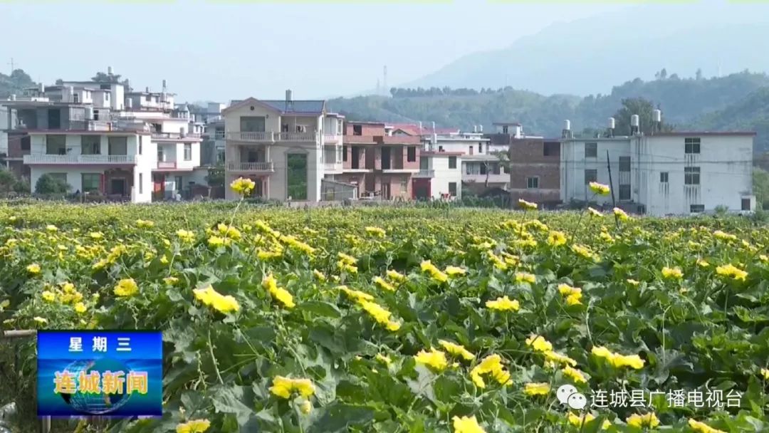 单条回放罗坊乡邱赖村探索生态种植新模式壮大集体经济带动村民脱贫