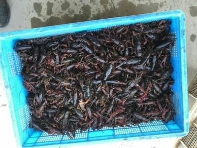 的要求,精确计算好用药量,全程严禁使用晶体敌百虫,敌杀死等菊酯类,有