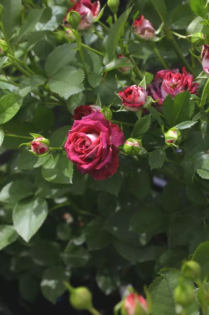 tiramisu提拉米苏小巧精致还分量十足,开胃小甜点就是他了!