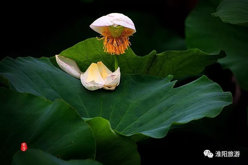 《荷在故乡》《我愿意成为盛夏淮阳龙湖的一朵荷一片叶》_荷花