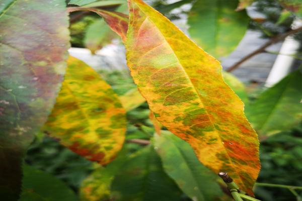从症状上来看,这棵桃树不太像是缺铁,缺锌和缺铜,倒像是缺氮,还伴随着