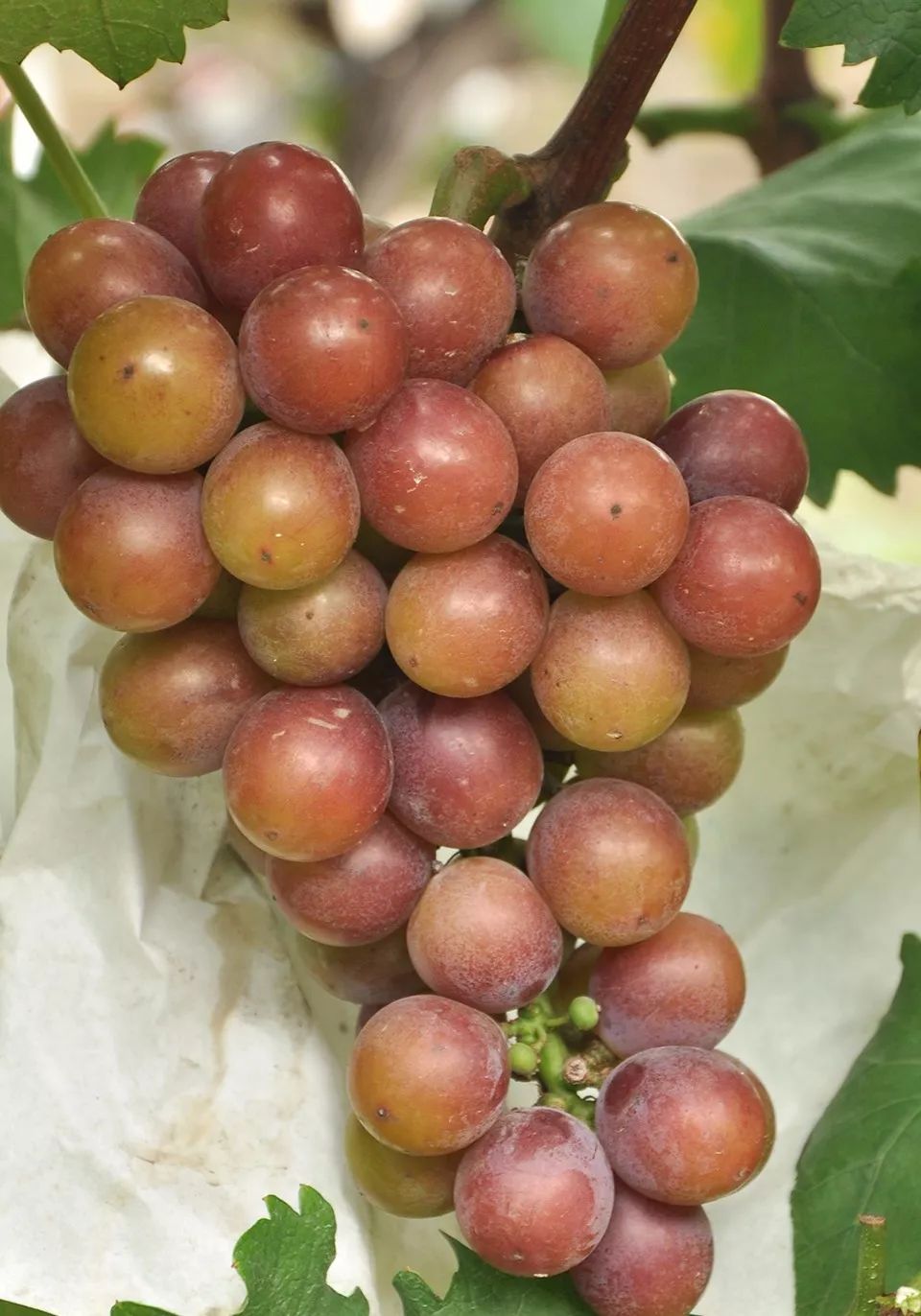 眼看着夏天就在眼前,反正小编吃过~带着玫瑰花和桂花香的葡萄咩?