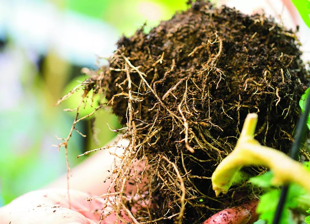 赠书丨把菜种到月球上中国人还有什么不可以