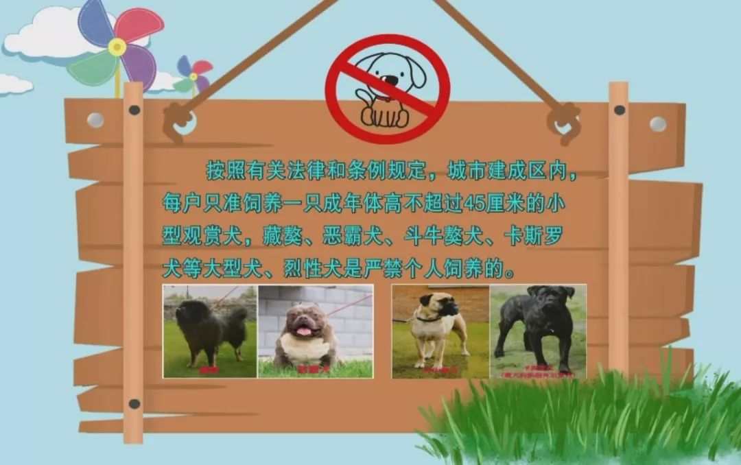 注意这些烈性犬城里不能养看看你家狗符合条件吗