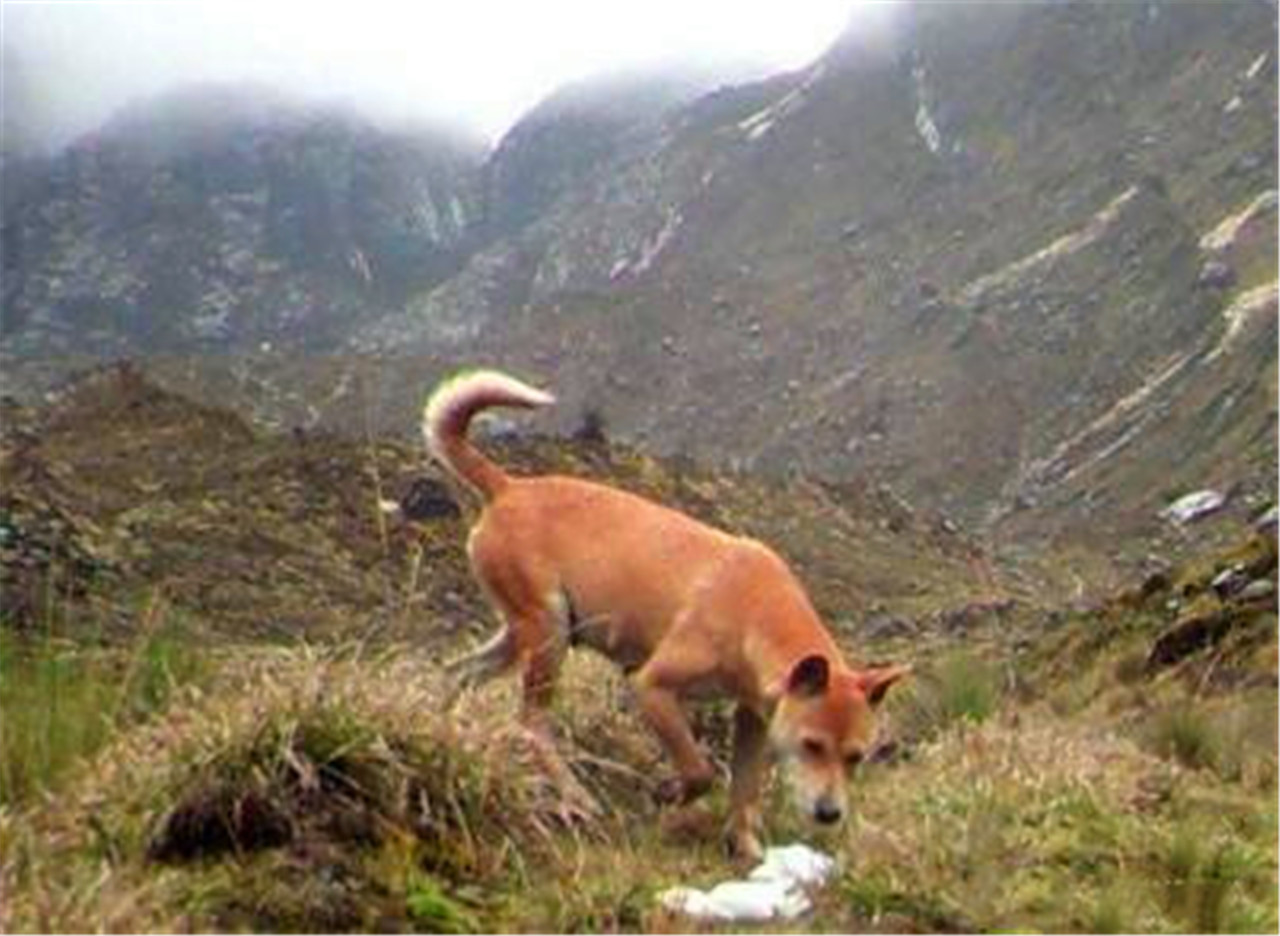 灭绝50年的古老野狗重新出现,背后真相却让人开心不起来