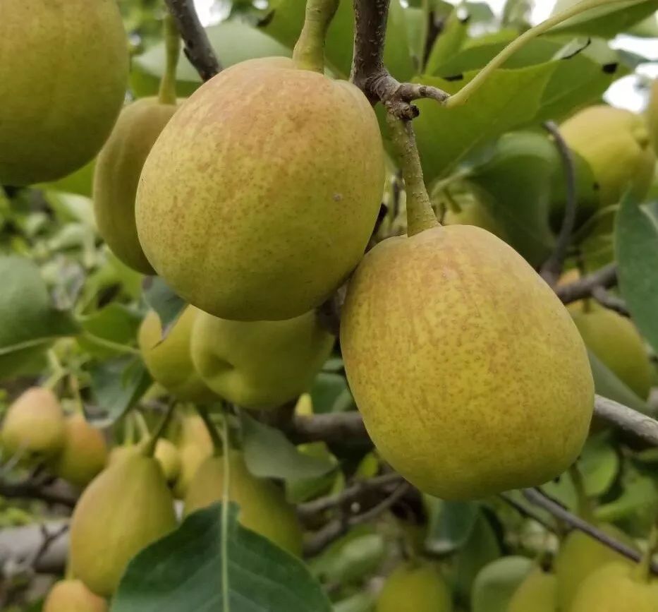 2019年阿克苏香梨整体产量及价格行情