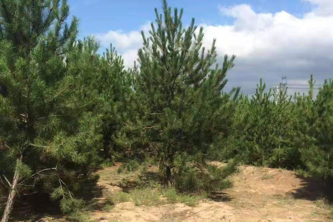 4.5米油松苗圃选苗,4.5米油松号苗技巧