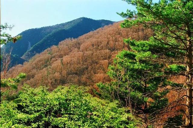 在红桦坪,我们可以清晰地看出太白山被垂直分布的规律,自下而上分别为