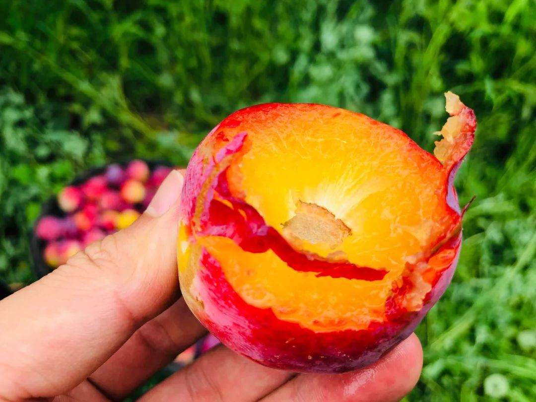 稀有樱桃红李一颗树仅挑一箱果口感媲美进口恐龙蛋爆汁甜可以剥皮吸着