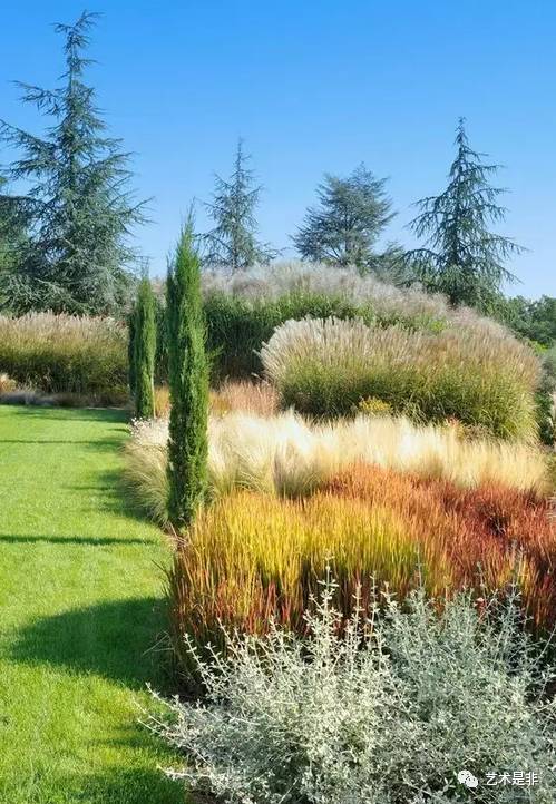 几款比较火的观赏草你的景观设计一定会用到