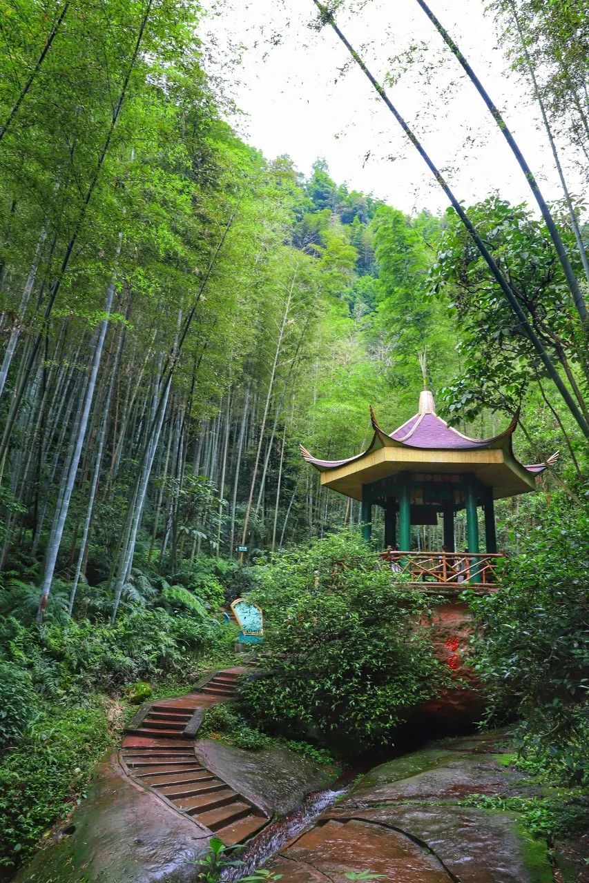 中国最美的竹林——蜀南竹海中国最美的雪山——梅里雪山中国最美的