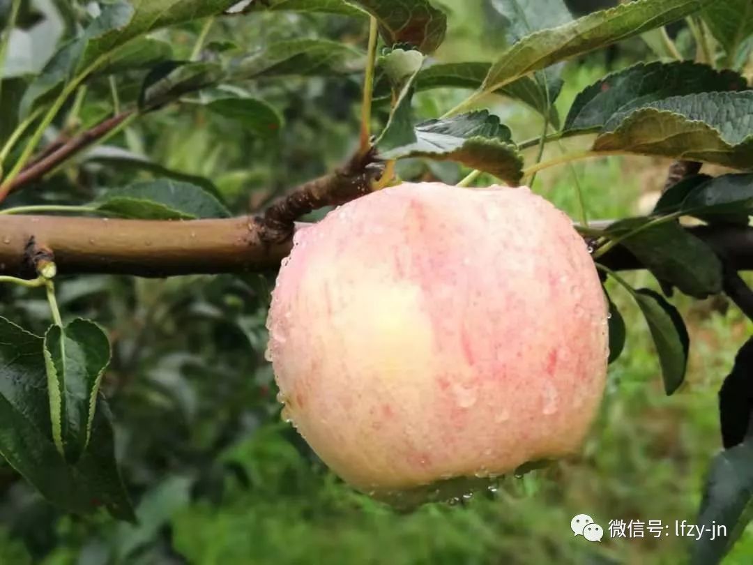 高山圣果苹果采摘季你喜欢的红露苹果济南龙凤庄园