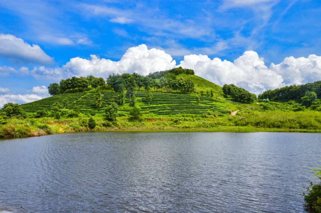 《茶经》说:"山水上,河水中,井水下" 那么,好茶山的水呢?_茶树