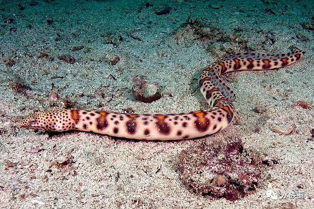 腹龟,十足寿星爷气派红须仿鲸 barbourisia rufa(红刺鲸口鱼)白蓝孔雀