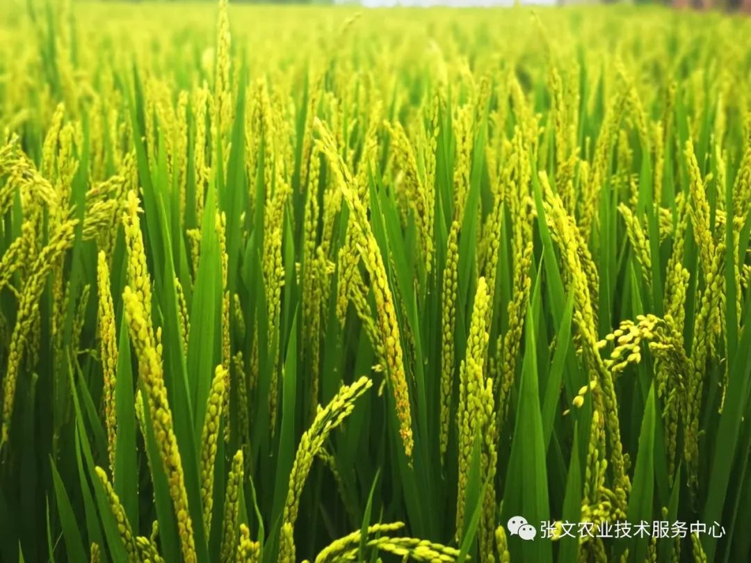 水稻的灌浆 乳熟 和蜡熟_谷粒