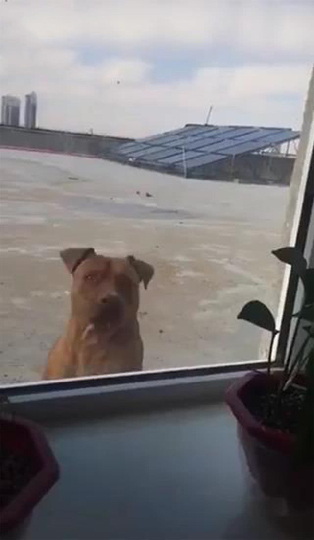 突然我就狗就跑到窗户外面,然后一脸生气的表情盯着我看,之后还用狗爪