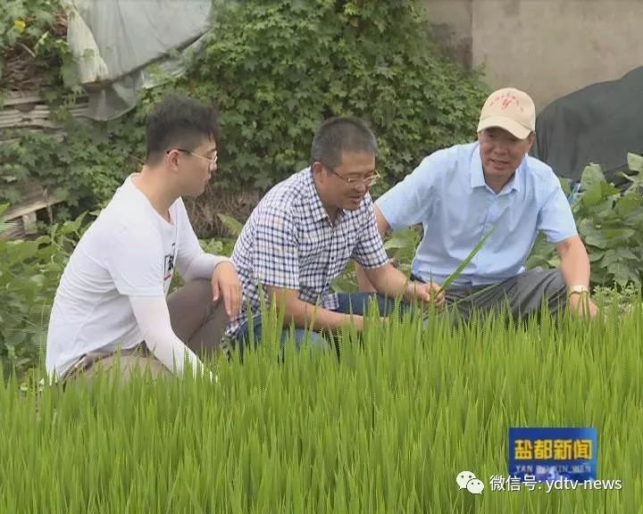 田間管理加強水稻後期病蟲害防治刻不容緩