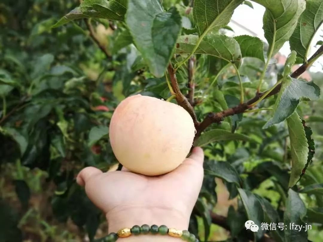 高山圣果苹果采摘季你喜欢的红露苹果济南龙凤庄园