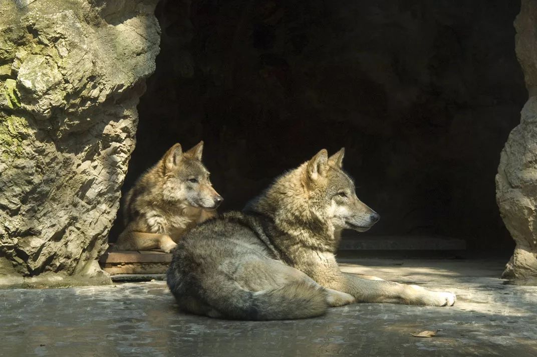 神奇动物在中国第8讲与豺狼为伍