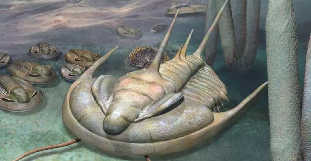 广为人知三叶虫3亿年纵横地球演化20000个种