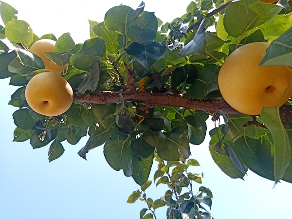 方城黄金梨:产业跑出加速度 拓宽农民增收路