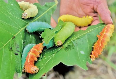鲁山天然彩蚕手工缫丝的设备鲁山丝绸博物馆仙气飘飘的鲁山尧山美女就