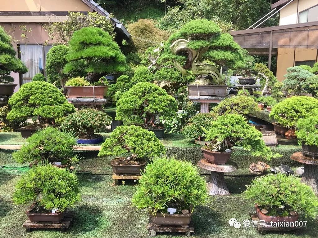 开个盆景园这些风险你知道吗