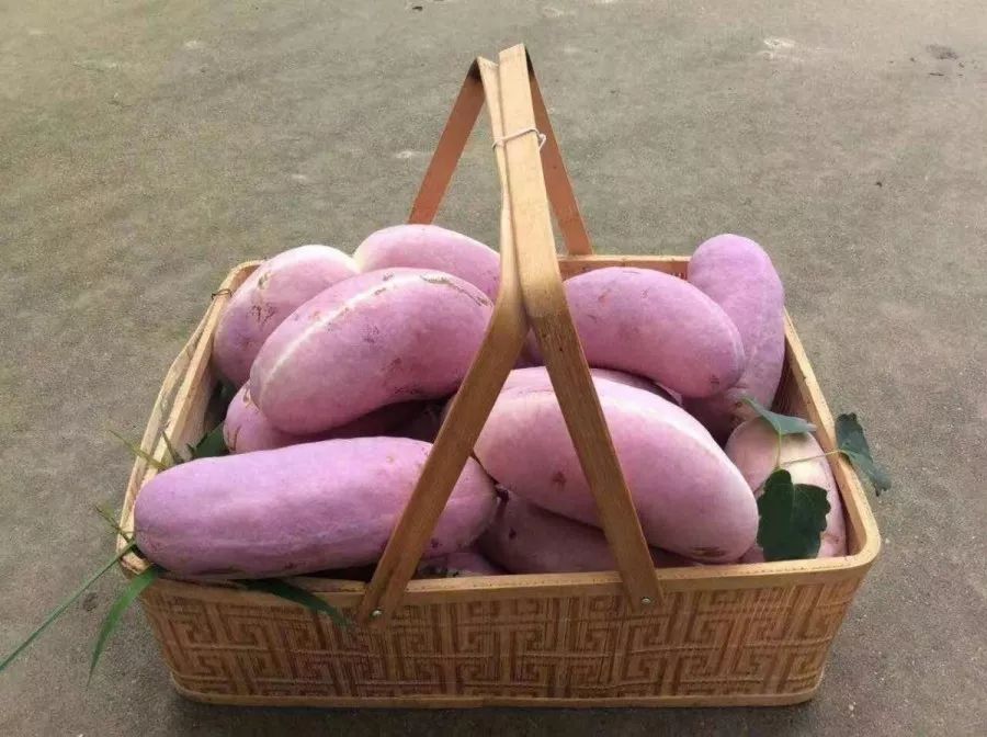 初秋有好果古路镇3万斤八月瓜等你采摘