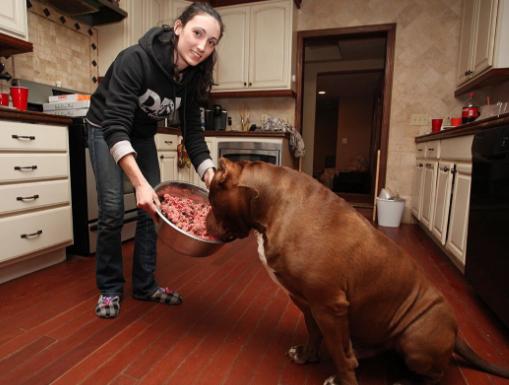 每天只吃牛肉,这种狗子很多国家明令禁止,他们却养来当玩伴