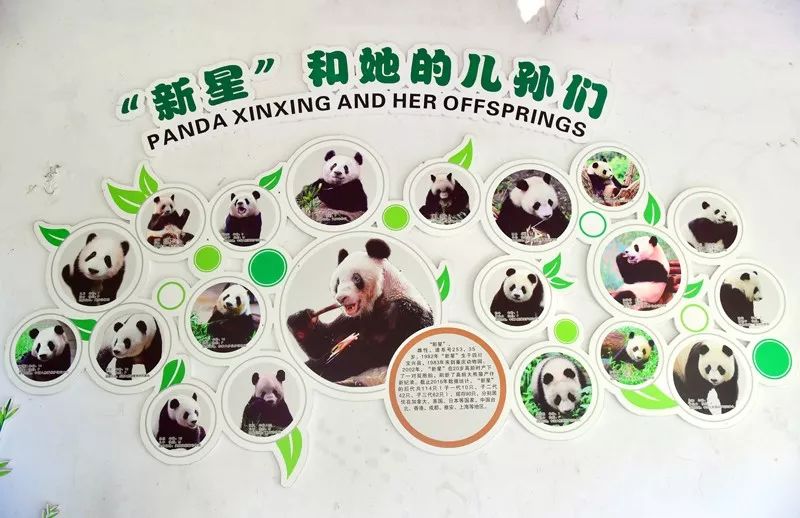 全球最年长大熊猫新星37岁啦