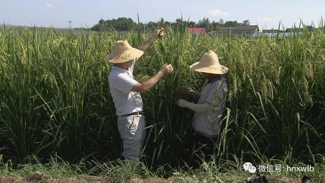 巨型杂交稻↓↓↓详细报道请戳视频还有二十天左右收割的情况"巨丰5号