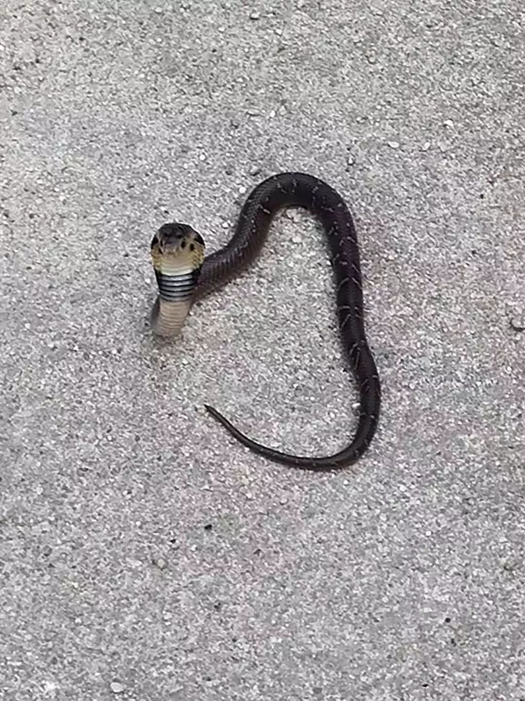 蛇出没达十几起莫非这里住了许仙