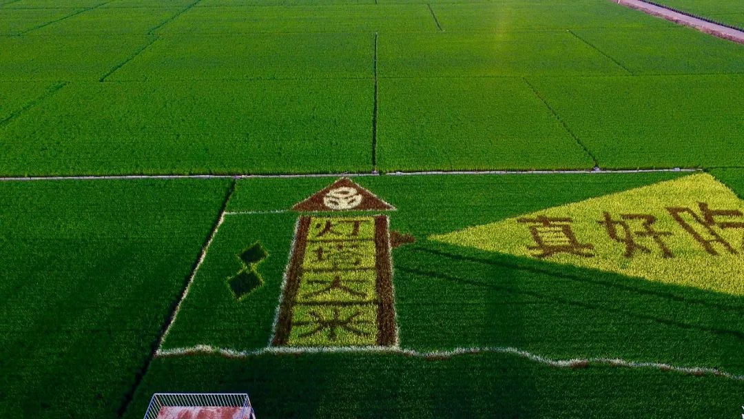 灯塔品牌隆粳香守望8年的优质大米品牌