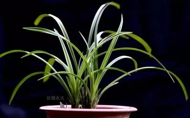 原创怎样使兰花叶片翠绿有光泽兰友就这4点做好就行