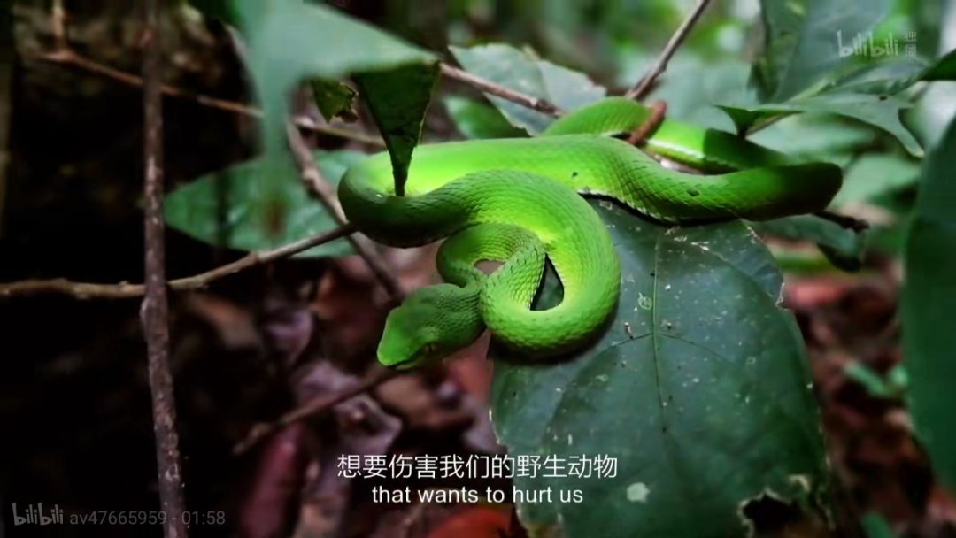 在蝎子,老虎和眼镜蛇的横行之地,这位"现代鲁宾逊"吃的真香