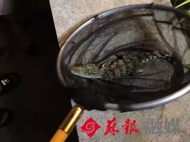 苏州护城河里惊现鳄鱼