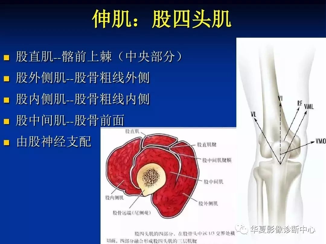 超全丨膝關節解剖基礎